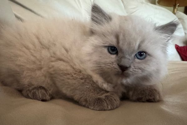 Picture of Dax