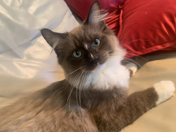 Picture of Hershey
