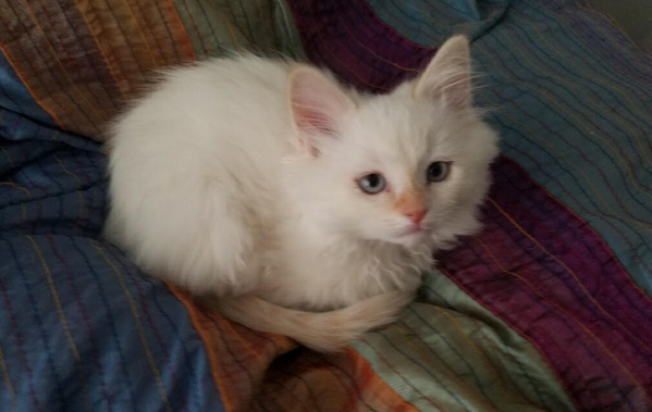 Ten Weeks