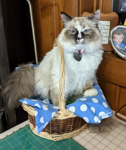 I'm still a kitten