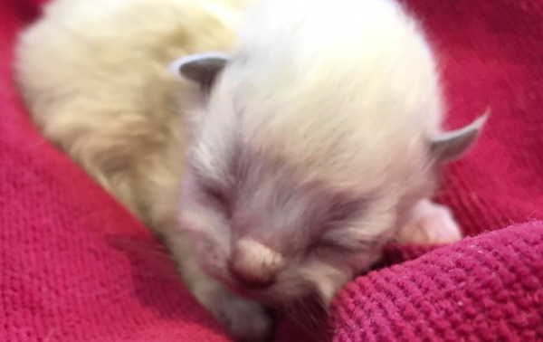 Five Days Old