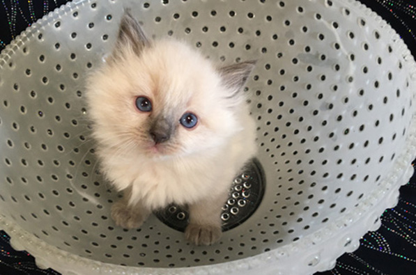 Happy to be Hanging Out in a Crystal Bowl