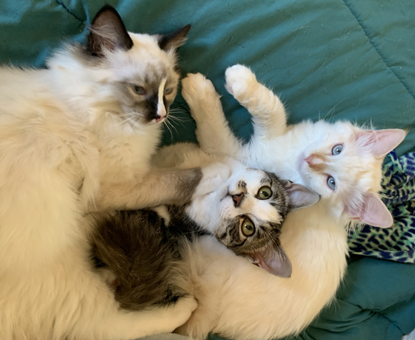 A trio