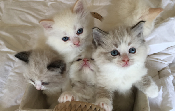 A Kitten Trio