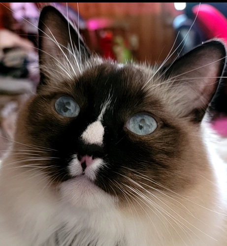Great Markings