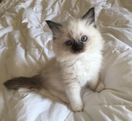 Mittens