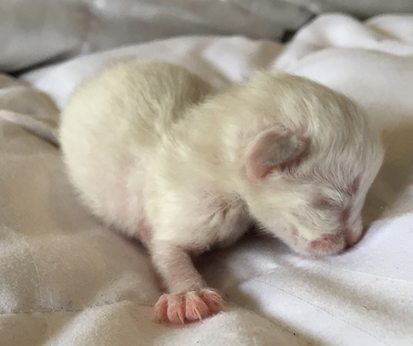 Three Days Old