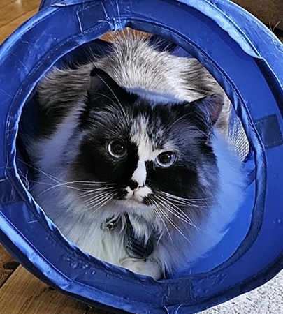 Jenny Lee's Tunnel