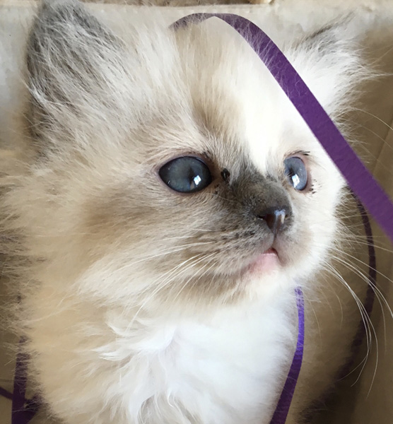 Kittens and Ribbons