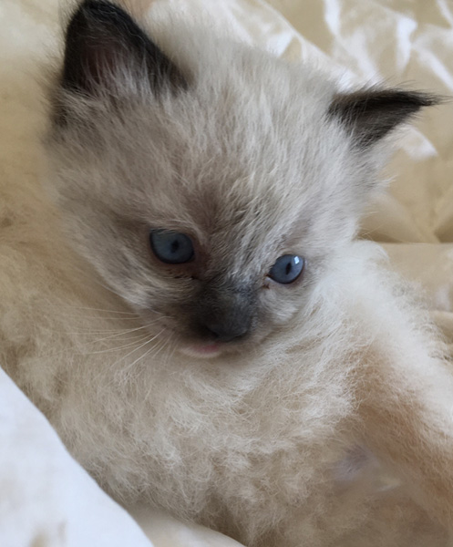 Pepper
