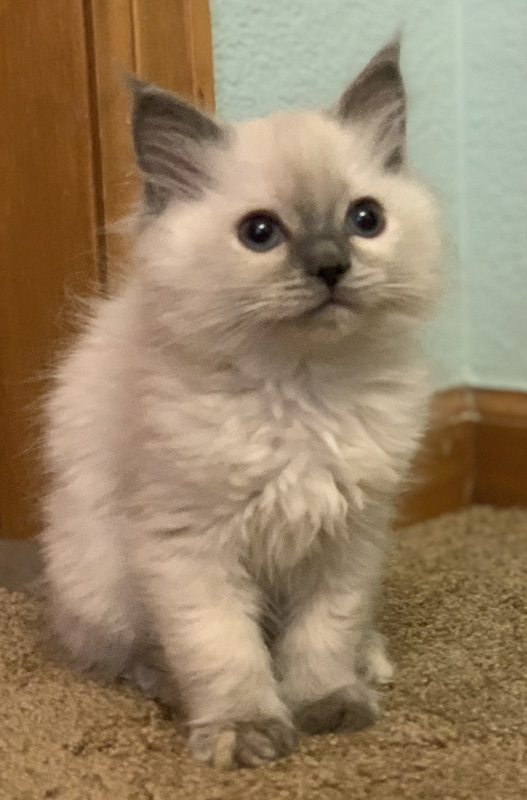Little Girl