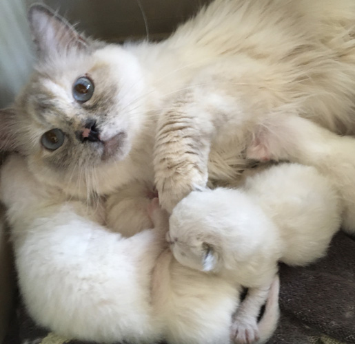 Mother's Love