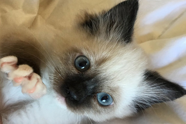 Cuteness