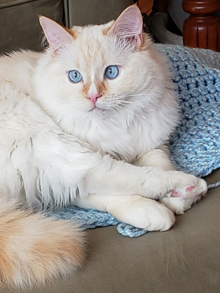 Baby Blues