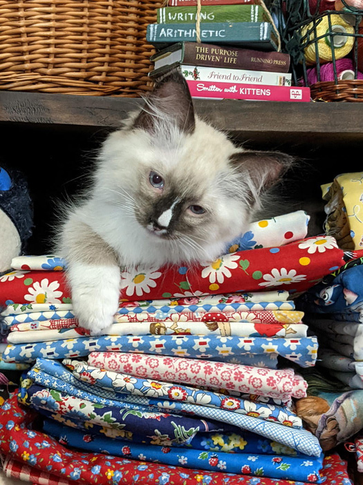 Cats and Quilting