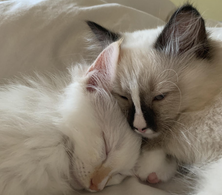 Two Brothers