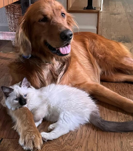 Dog lover Ragdolls